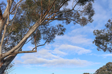 eucalyptus tree branches against blue sky