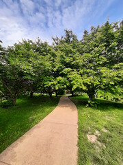 Fototapeta na wymiar Bright morning sun illuminates beautiful garden with large meadow and walking path.