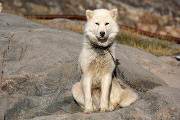 Husky, sled dog photographed in the small village Uummannaq, Greenland