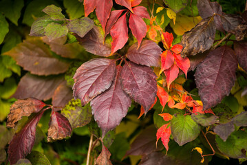 Close up of leafs with autumn colors in October