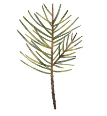Pine watercolor branch