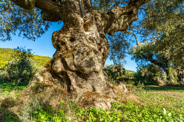 Fototapeta na wymiar Alter knochiger Olivenbaum in Agalas - Zakynthos