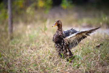 Ducks are swimming or in the grass