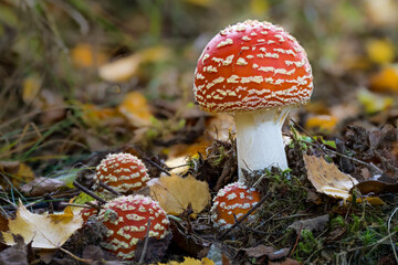 Fliegenpilze