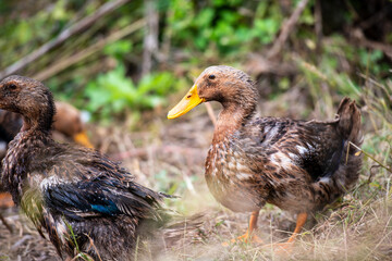 Ducks are swimming or in the grass