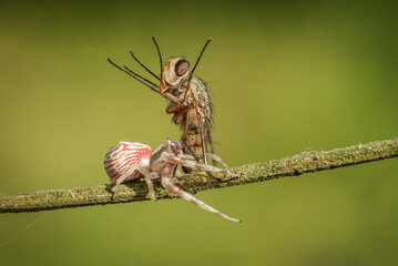 Pająk atakujący muchę