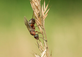 Mrówka ze skrzydłami na trawie 