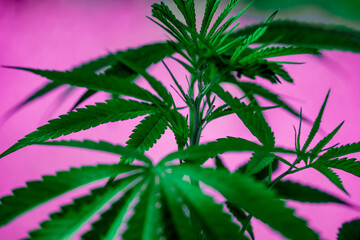 Cannabis plant leaves on dark color background