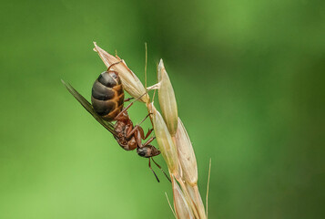 Mrówka ze skrzydłami na trawie 