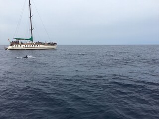 Obraz premium bateau, dauphin et mer