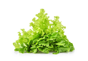 Fresh organic green lettuce isolated on white background.