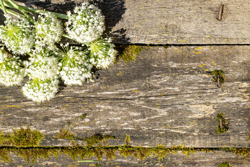 Bouquet of white flowers as a frame on a rustic wooden background