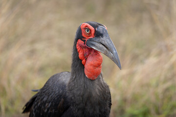 Southern Ground Hornbill in the grass © Clint Austin