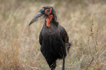 Southern Ground Hornbill in the grass