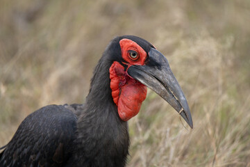 Southern Ground Hornbill in the grass