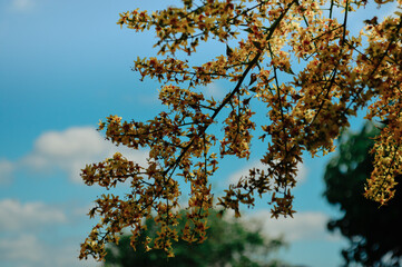 Arbre en fleurs 