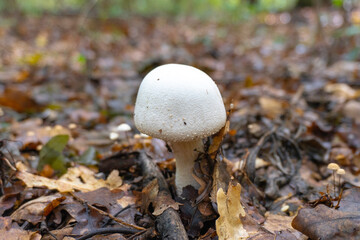 Mushroom in a natural background . High quality photo