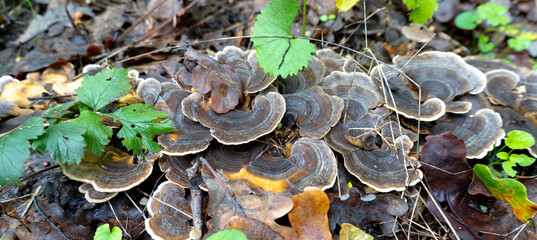Mushroom in a natural background . High quality photo