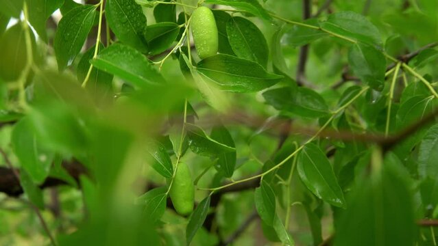  Unripe fruits on the zizyphus tree.