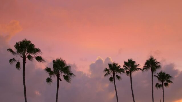 Silhouette palm tree against purple sunset with miami vibes 2