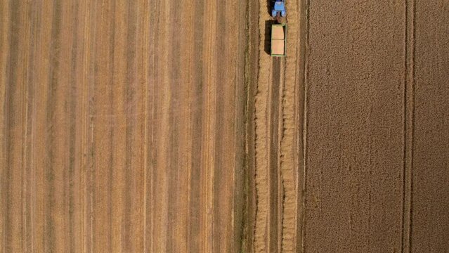 A tractor harvesting crops drives through farm rows. Aerial, Drone. 