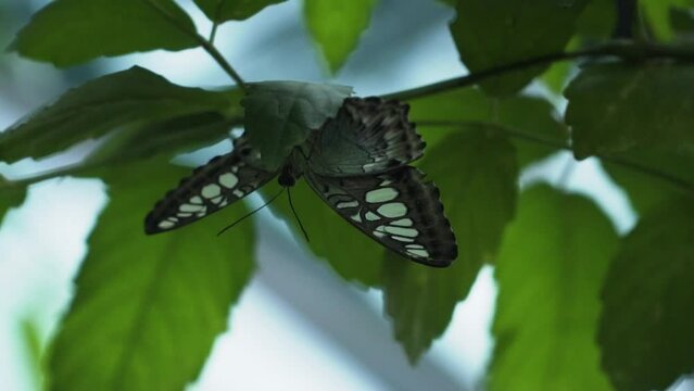 Parthenos Sylvia Butterfly Resting On Green Foliage. Closeup