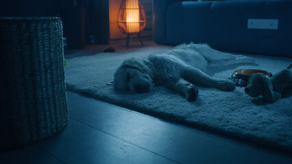 Dog sleeping at night on mild carpet, watching dreams, relax and chilling, gathering strength for...