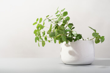 minimal home decor with green plants. lingonberry leaves growing in white flowerpot. green house decoration, home plants