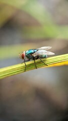 fly on leaf
