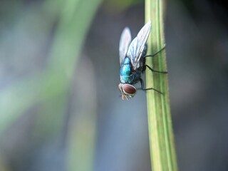 fly on a leaf