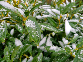 White hoar frost and snow on green plant leaves in a icy frosty winter