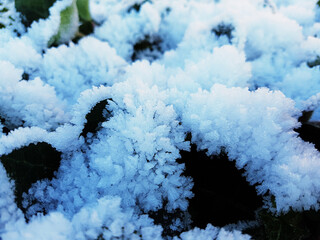 Hoar frost formations and patterns on plant leaves in a icy frosty winter