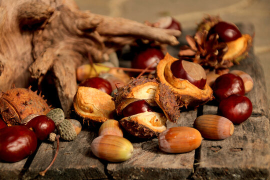 eicheln und kastanien sammeln