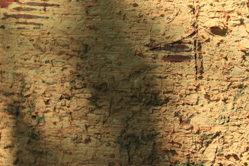 Tree bark background texture