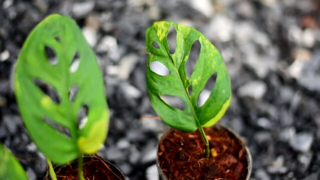 Panning  view of Monstera Acuminata Aurea Varigated in the pot