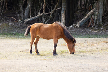 Fototapeta premium 馬のいる風景