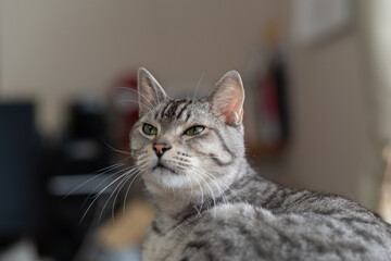 見つめる猫　サバトラ猫