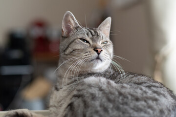 見つめる猫　サバトラ猫