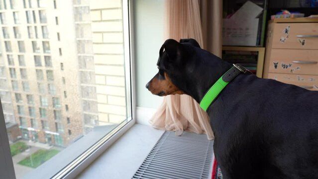 German pinscher dog standing on floor and looking at panoramic window