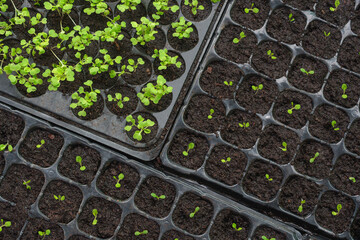 Top view of many small Chinese cabbage seedlings are growing in black plastic nursery tray - obrazy, fototapety, plakaty