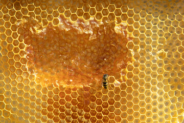 Honeycomb detail with a wasp eating the honey.