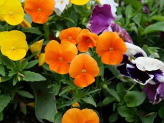 Comminwinwealth Park, Floride Flower Show, Canberra, Australia. - 9 October 2022 : Beautiful colorful flowers blooming in springtime.