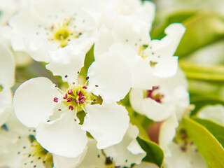 Beautiful pear flowers on a blurred calm background. pear blossom copy space