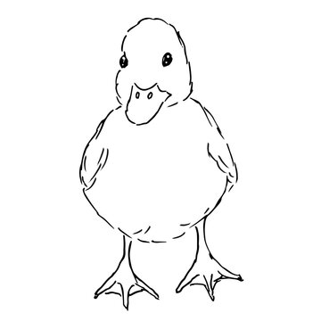 recommend clip art: Hand drawn illustration of duckling. Poultry. Vector illustration in doodle cartoon style