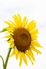 夏のひまわり畑