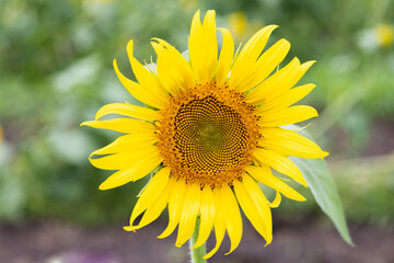 夏のひまわり畑