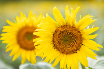 夏のひまわり畑