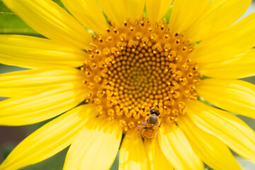 夏のひまわり畑とミツバチ