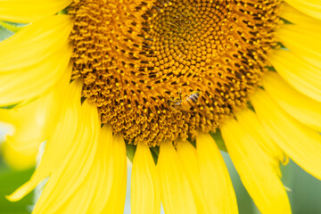 夏のひまわり畑とミツバチ
