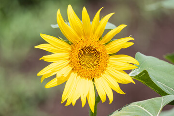 夏のひまわり畑